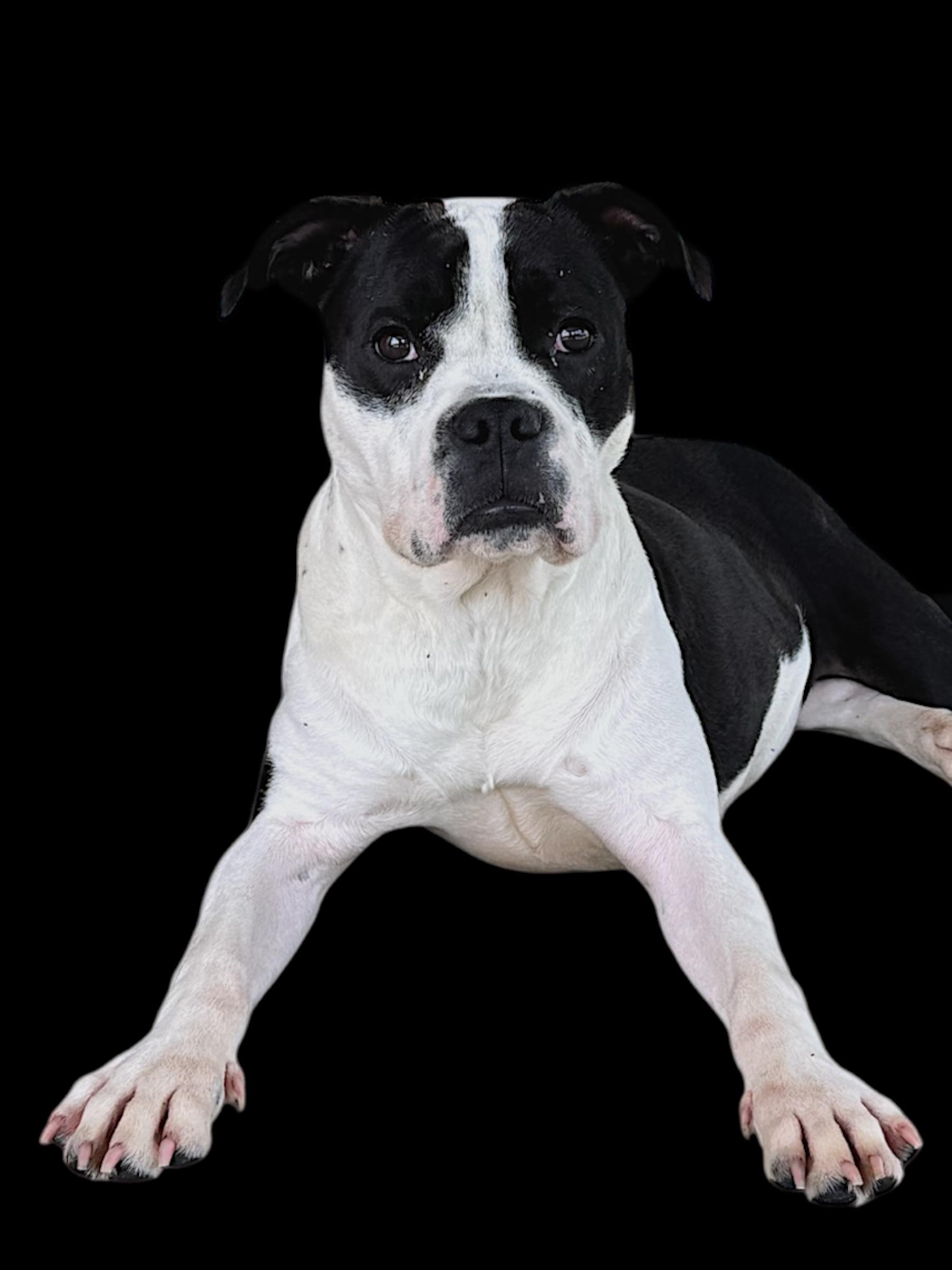 Enlarge Sabana, a Adoptable mixed breed in Troy, AL image 1/4