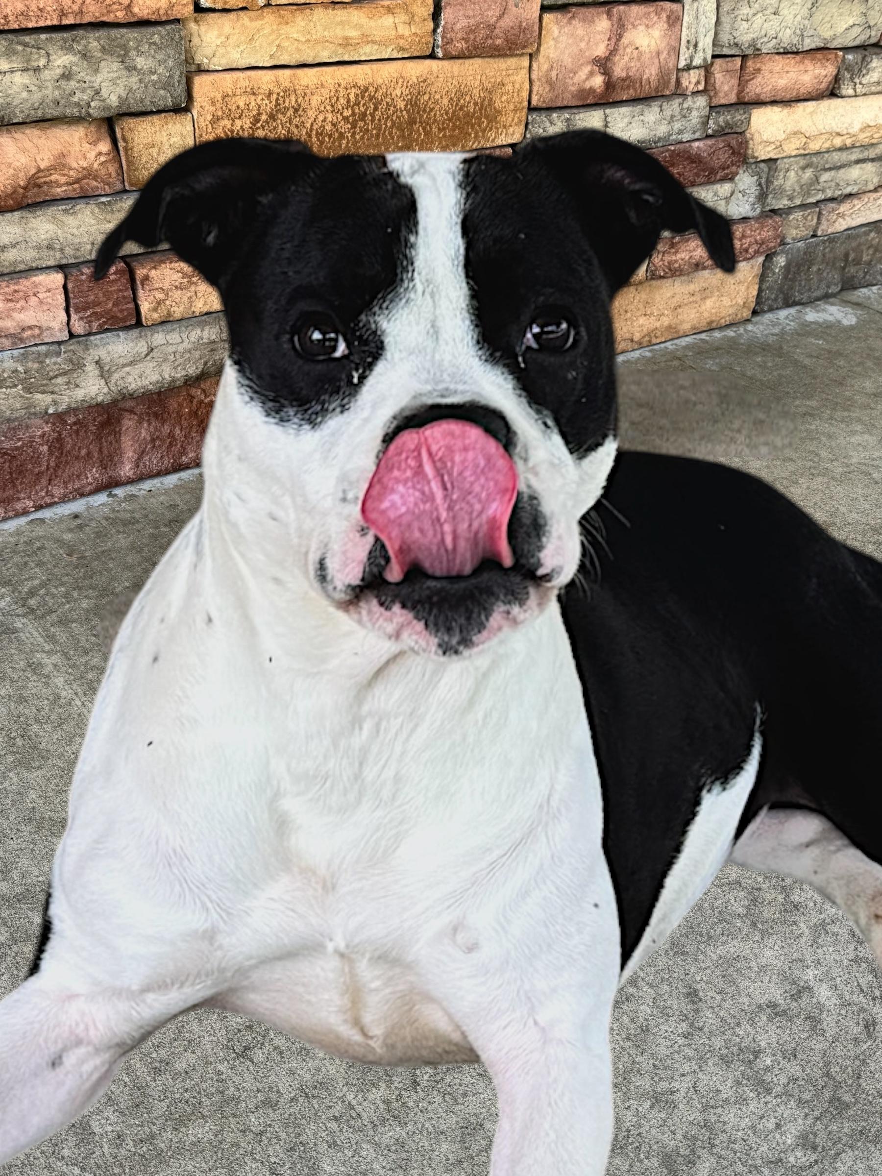 Enlarge Sabana, a Adoptable mixed breed in Troy, AL image 2/4