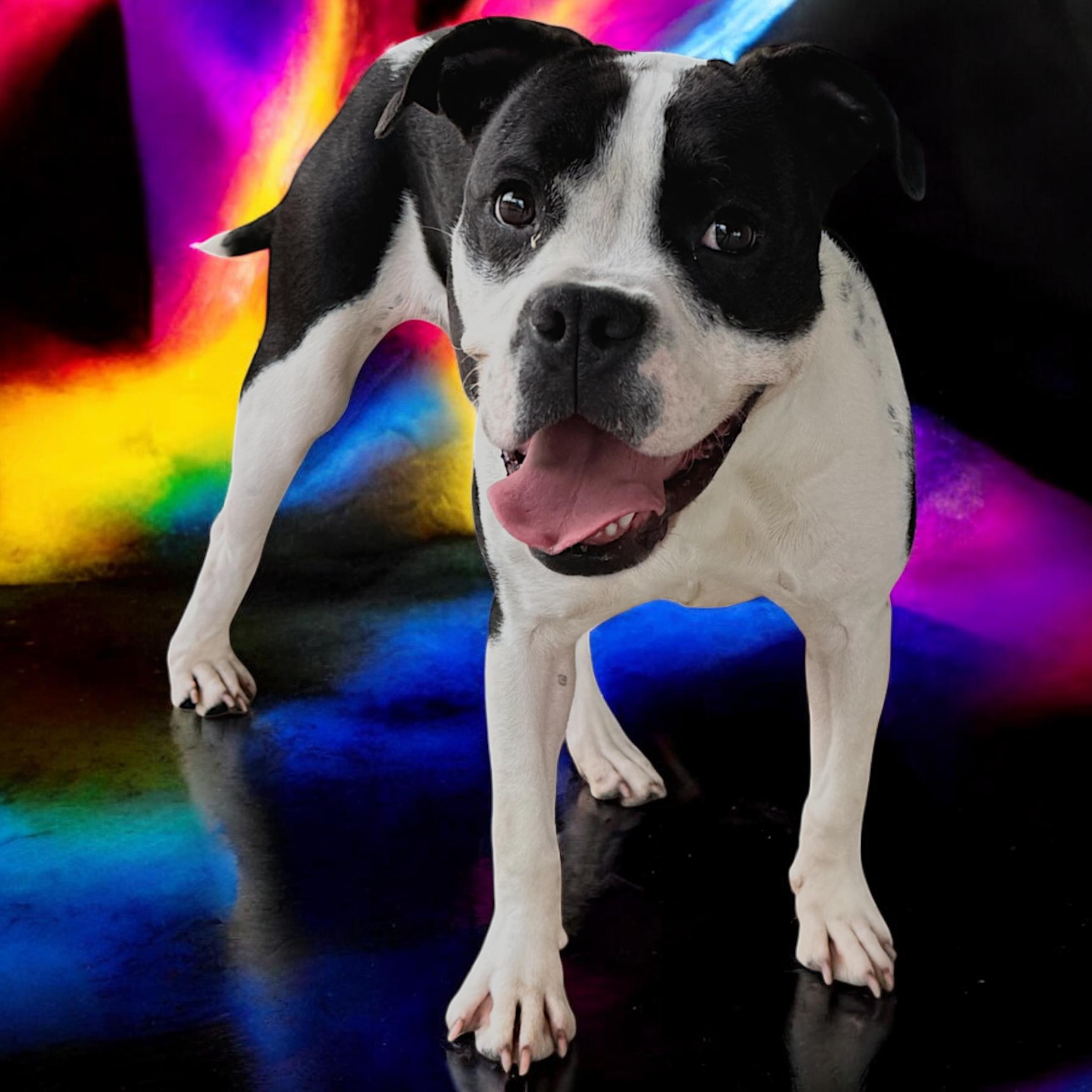 Enlarge Sabana, a Adoptable mixed breed in Troy, AL image 3/4