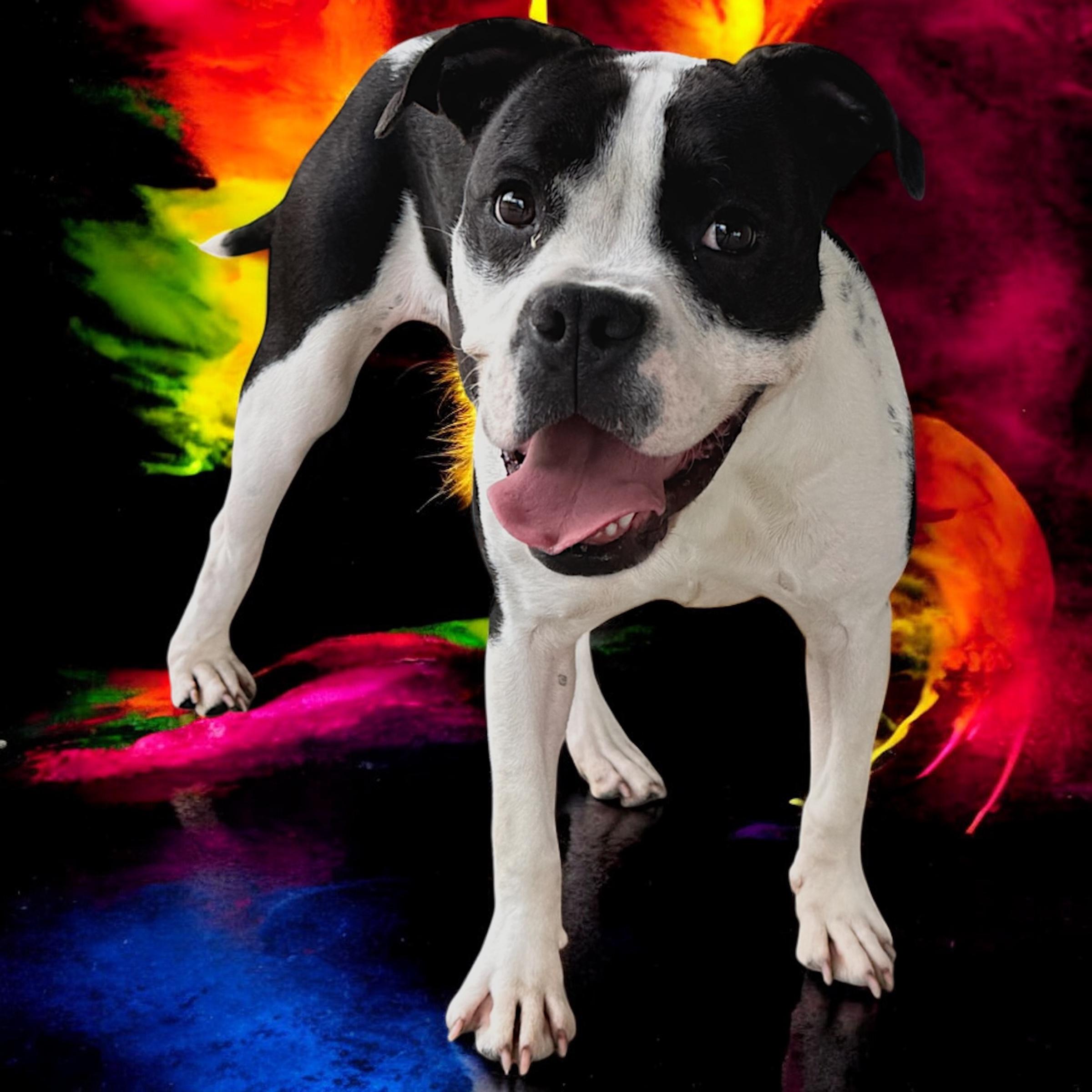 Enlarge Sabana, a Adoptable mixed breed in Troy, AL image 4/4