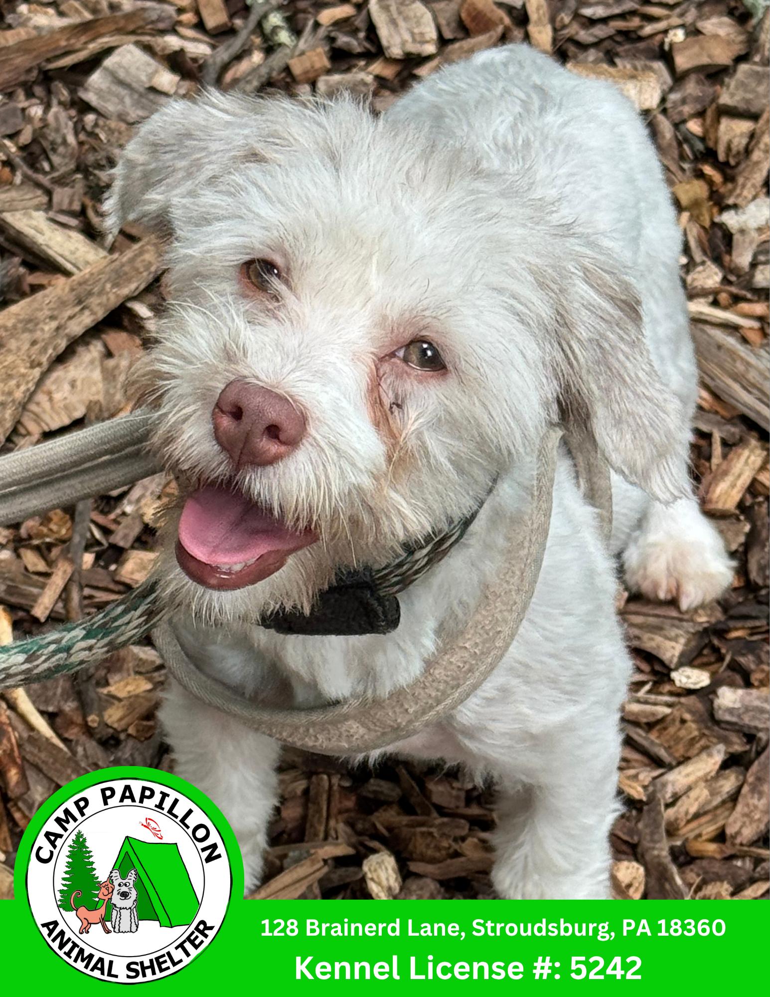 Wilma, Adoptable, Young Female Havanese.