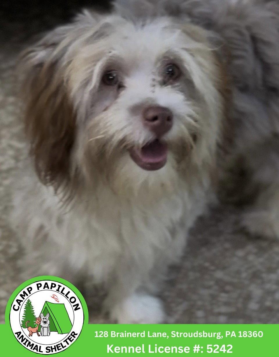 Enlarge Wilma, a Adoptable Havanese in Stroudsburg, PA image 2/2