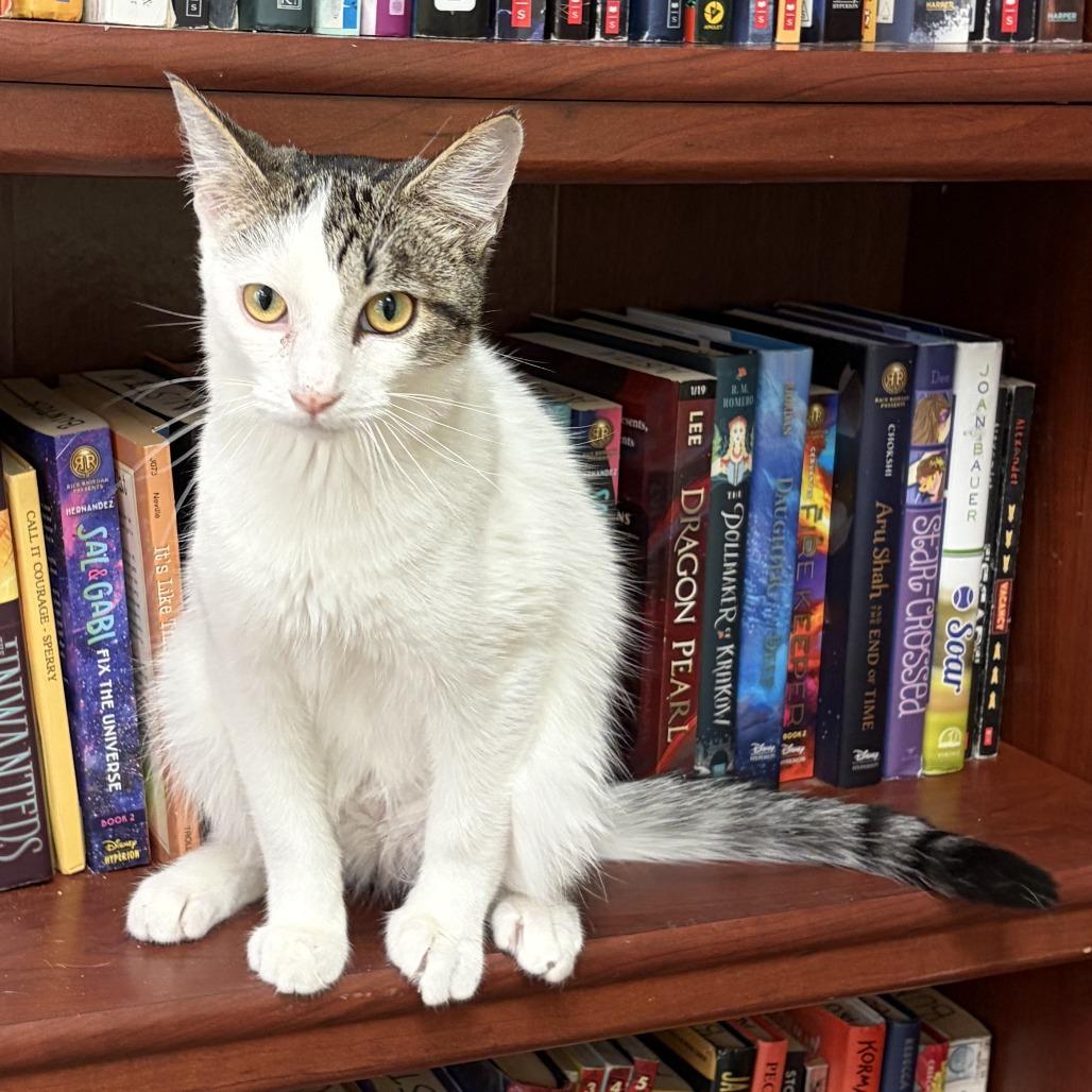 Ken, a Adoptable Domestic Short Hair in Normal, IL image 4/6