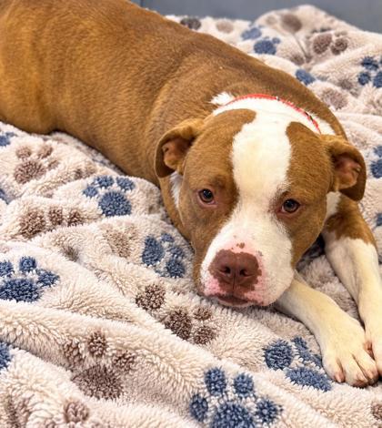 Chicken Nugget, Adoptable, Young Male Pit Bull Terrier & American Staffordshire Terrier.