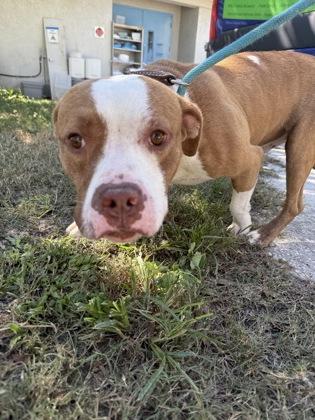Enlarge Chicken Nugget, a Adoptable mixed breed in Inverness, FL image 2/2