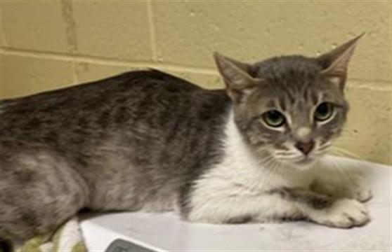 Enlarge SHERE KHAN, a Adoptable Domestic Short Hair in Sacramento, CA image 1/1