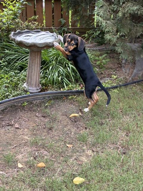 Tulipe, a Adopted Beagle in Alpharetta, GA image 2/3