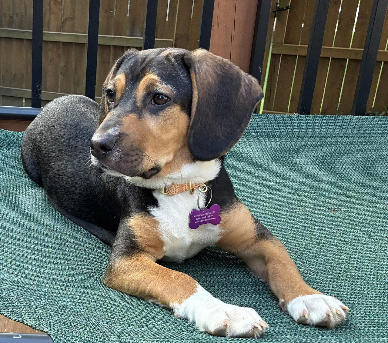 Tulipe, a Adopted Beagle in Alpharetta, GA image 3/3