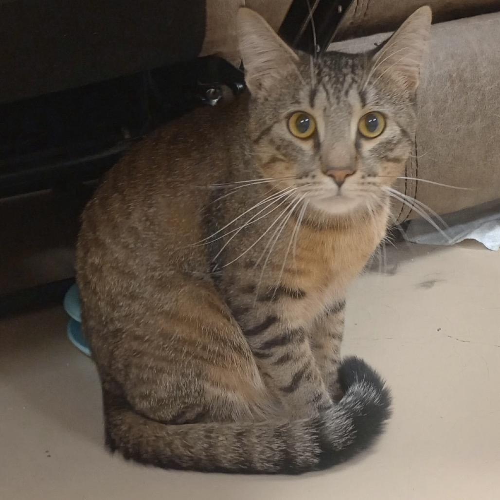 Thunder, a Adoptable mixed breed in Grand Rapids, MN image 2/2
