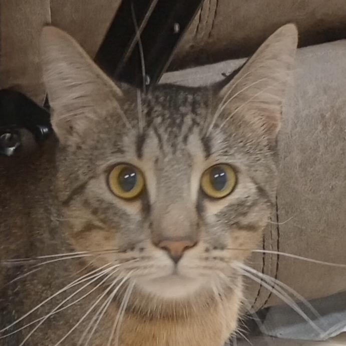Thunder, Adoptable, Adult Male Domestic Short Hair & Domestic Short Hair.