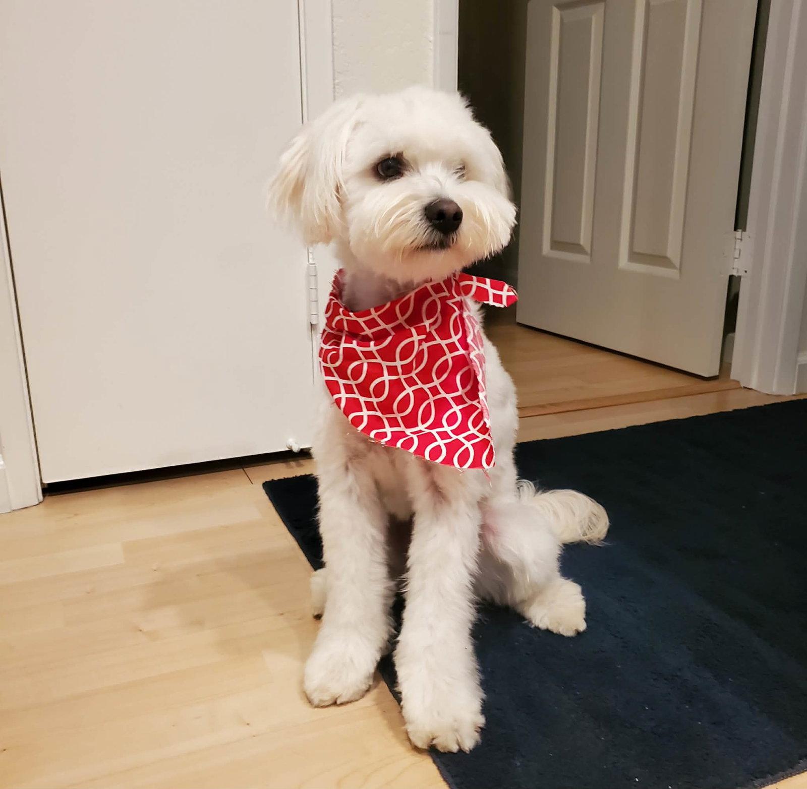 Noodles, Adopted, Adult Male Maltese & Poodle.