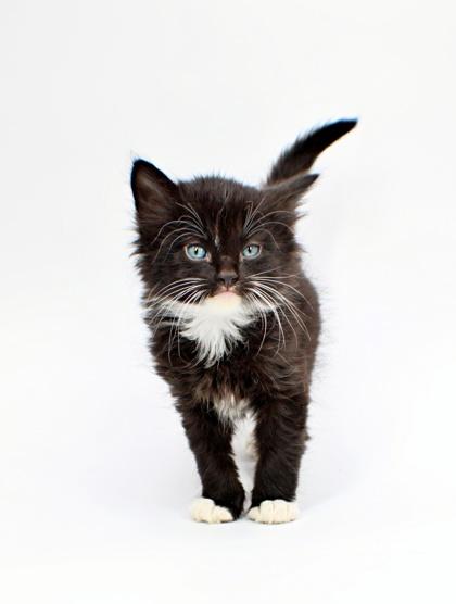 Relic, Adoptable, Kitten Male Domestic Short Hair & Domestic Short Hair.