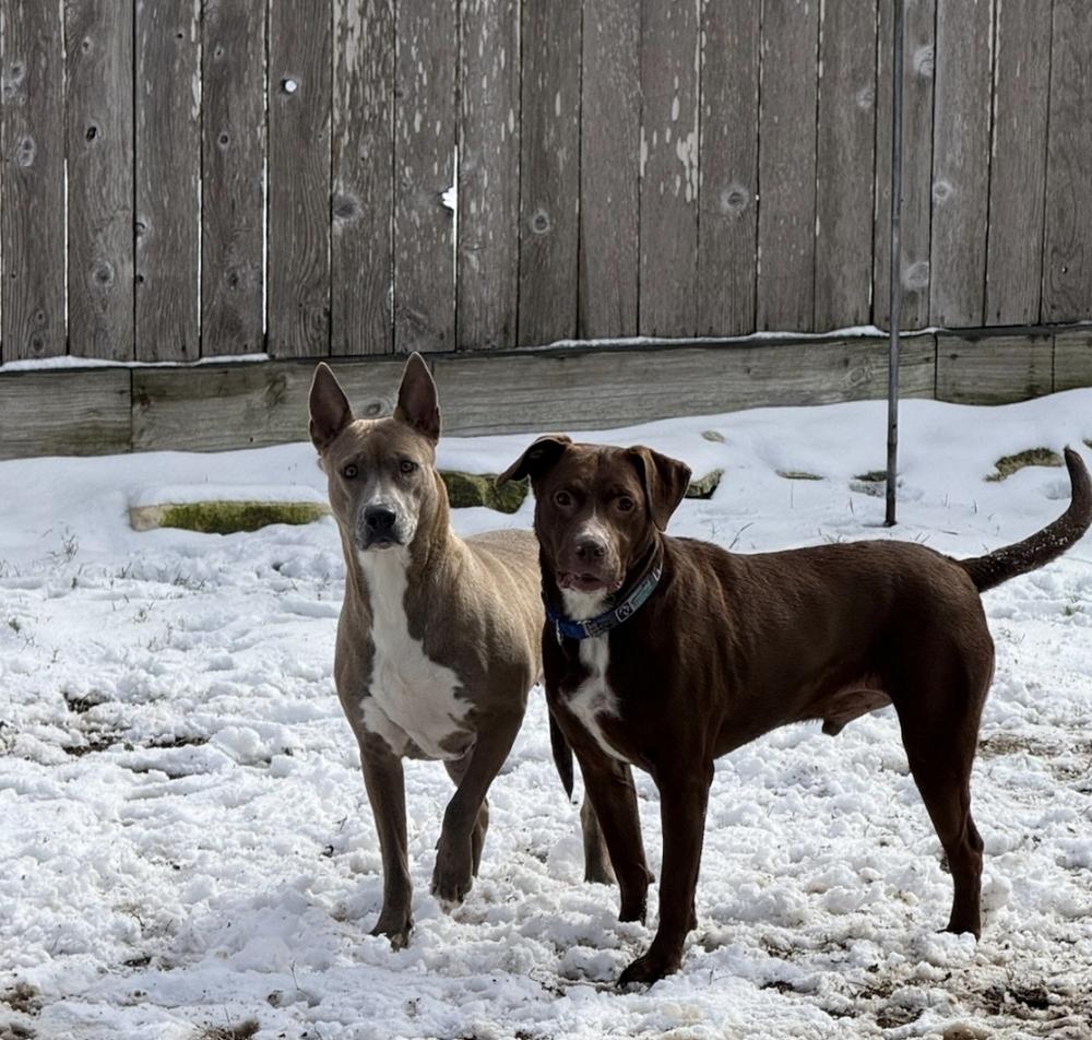 JACKSON, Adoptable, Young Male Labrador Retriever & Pit Bull Terrier.
