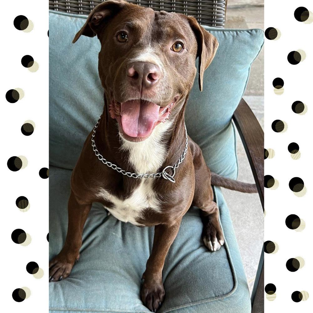 Enlarge JACKSON, a Adoptable mixed breed in Richmond, TX image 2/6