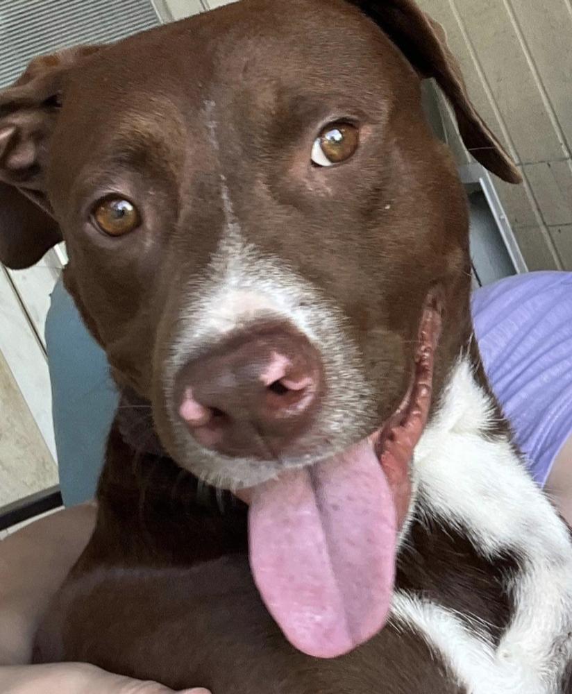 Enlarge JACKSON, a Adoptable mixed breed in Richmond, TX image 3/6