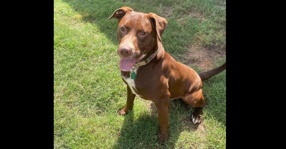Enlarge JACKSON, a Adoptable mixed breed in Richmond, TX image 4/6