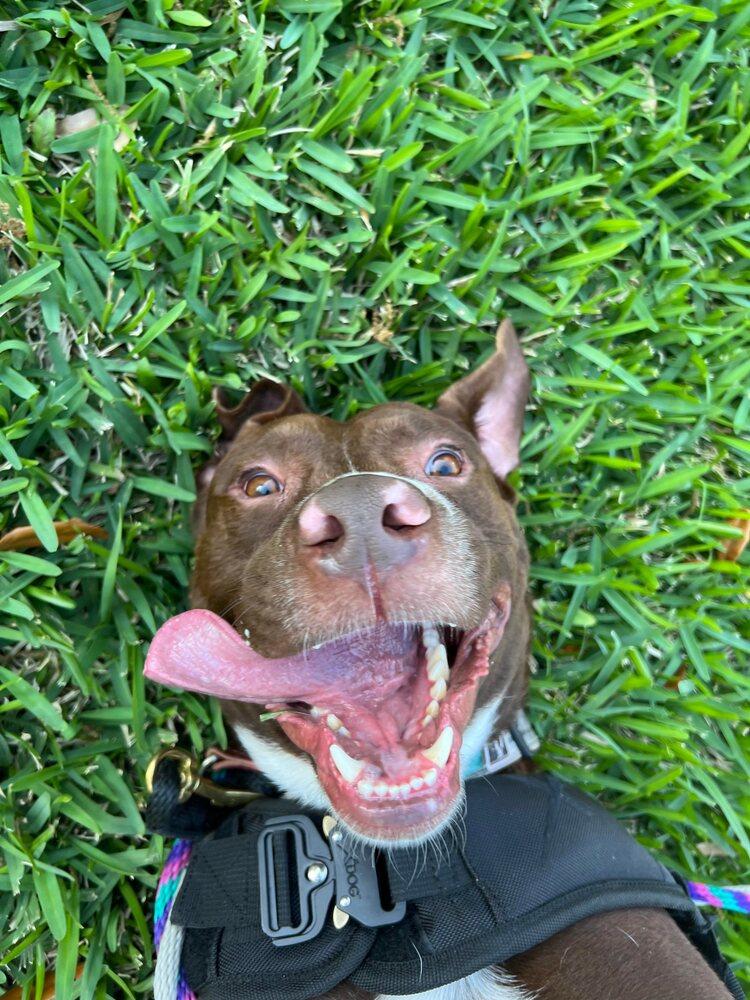 Enlarge JACKSON, a Adoptable mixed breed in Richmond, TX image 5/6