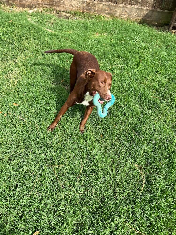 Enlarge JACKSON, a Adoptable mixed breed in Richmond, TX image 6/6