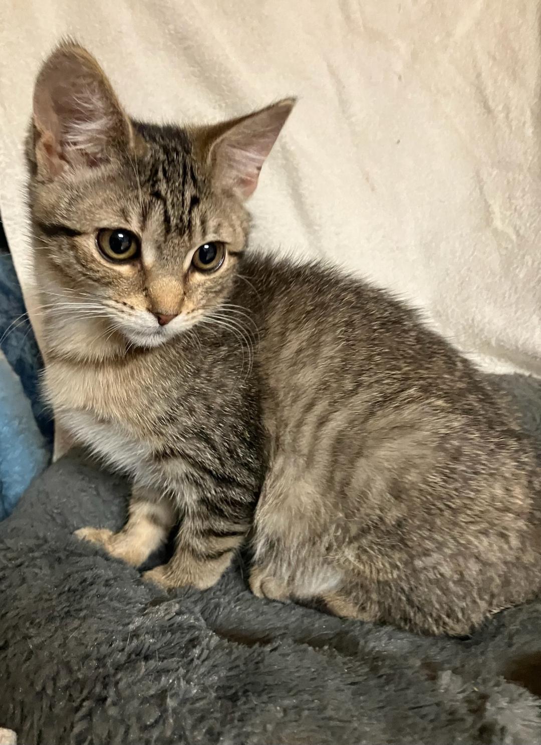 Bridgett, a Adoptable Tabby in Wayne, NJ image 1/2