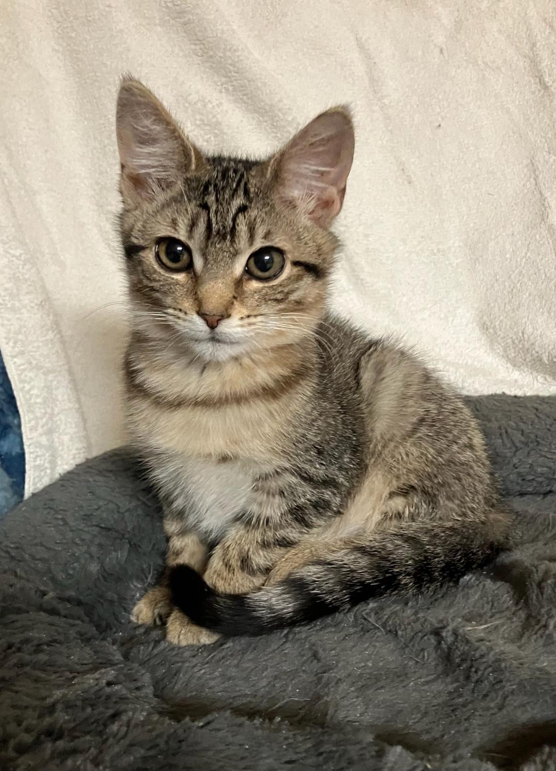 Bridgett, a Adoptable Tabby in Wayne, NJ image 2/2