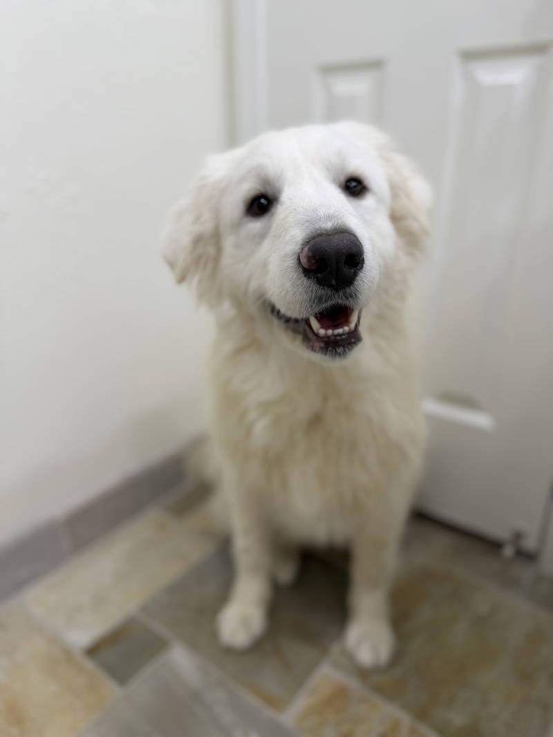 Fern — thumbnail 2