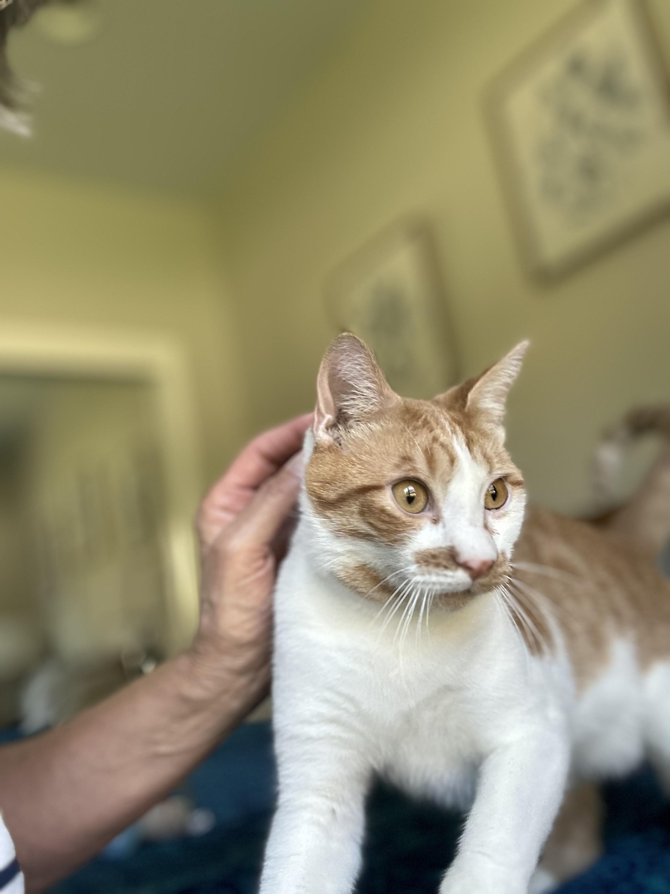 Shane, a Adoptable Domestic Short Hair in Gardnerville, NV image 3/5