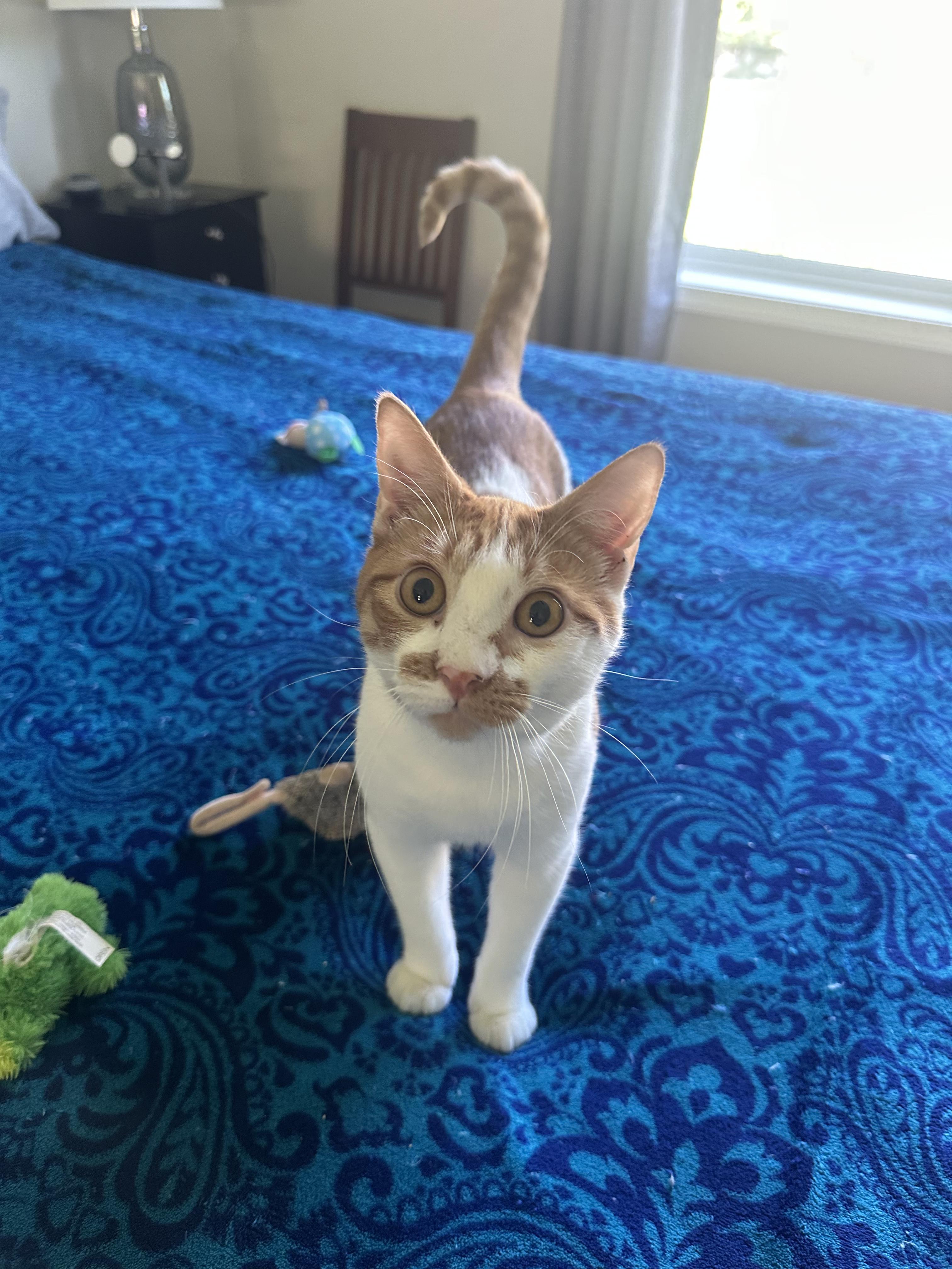 Shane, Adoptable, Young Male Domestic Short Hair.