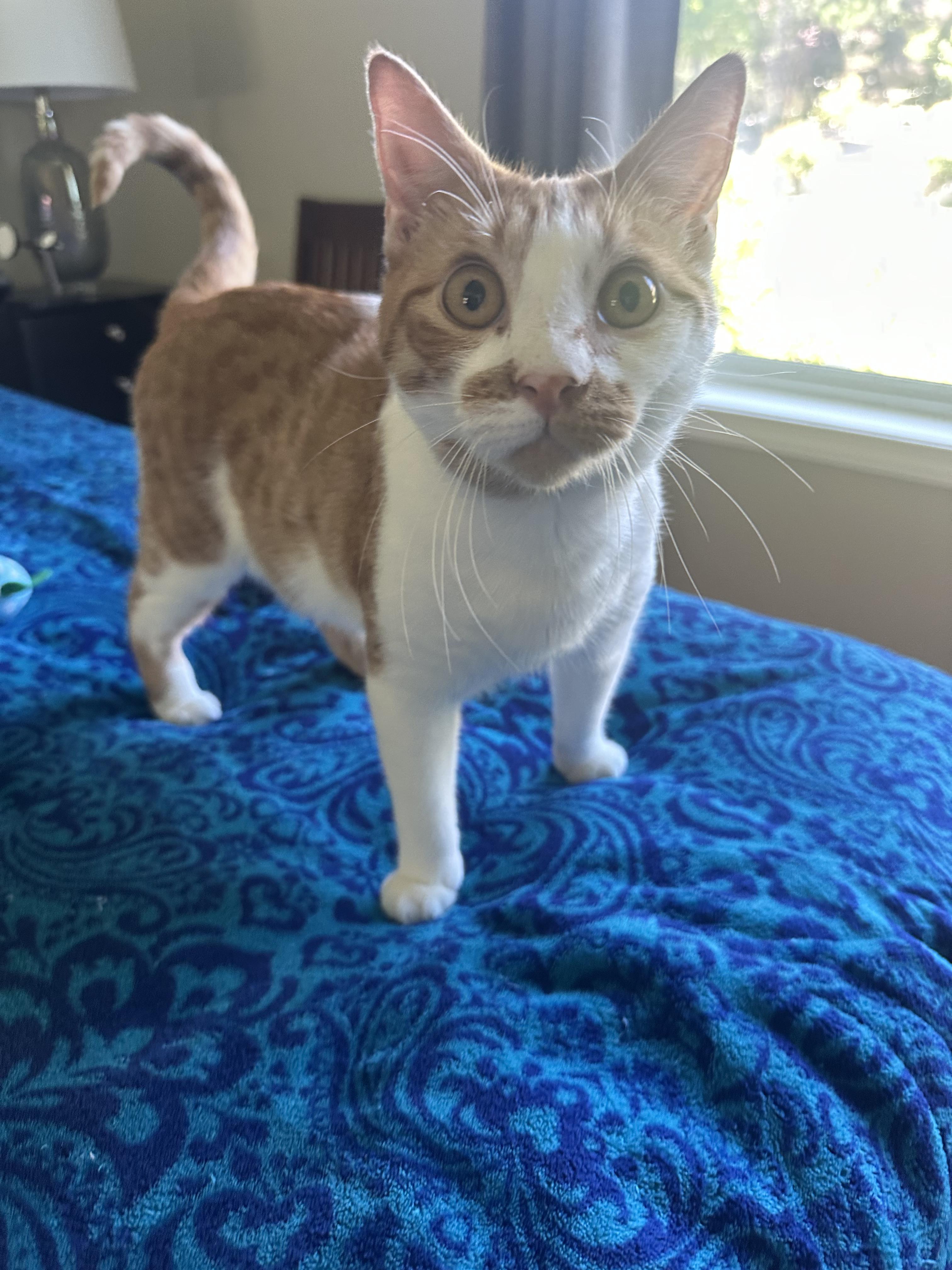 Shane, a Adoptable Domestic Short Hair in Gardnerville, NV image 2/5