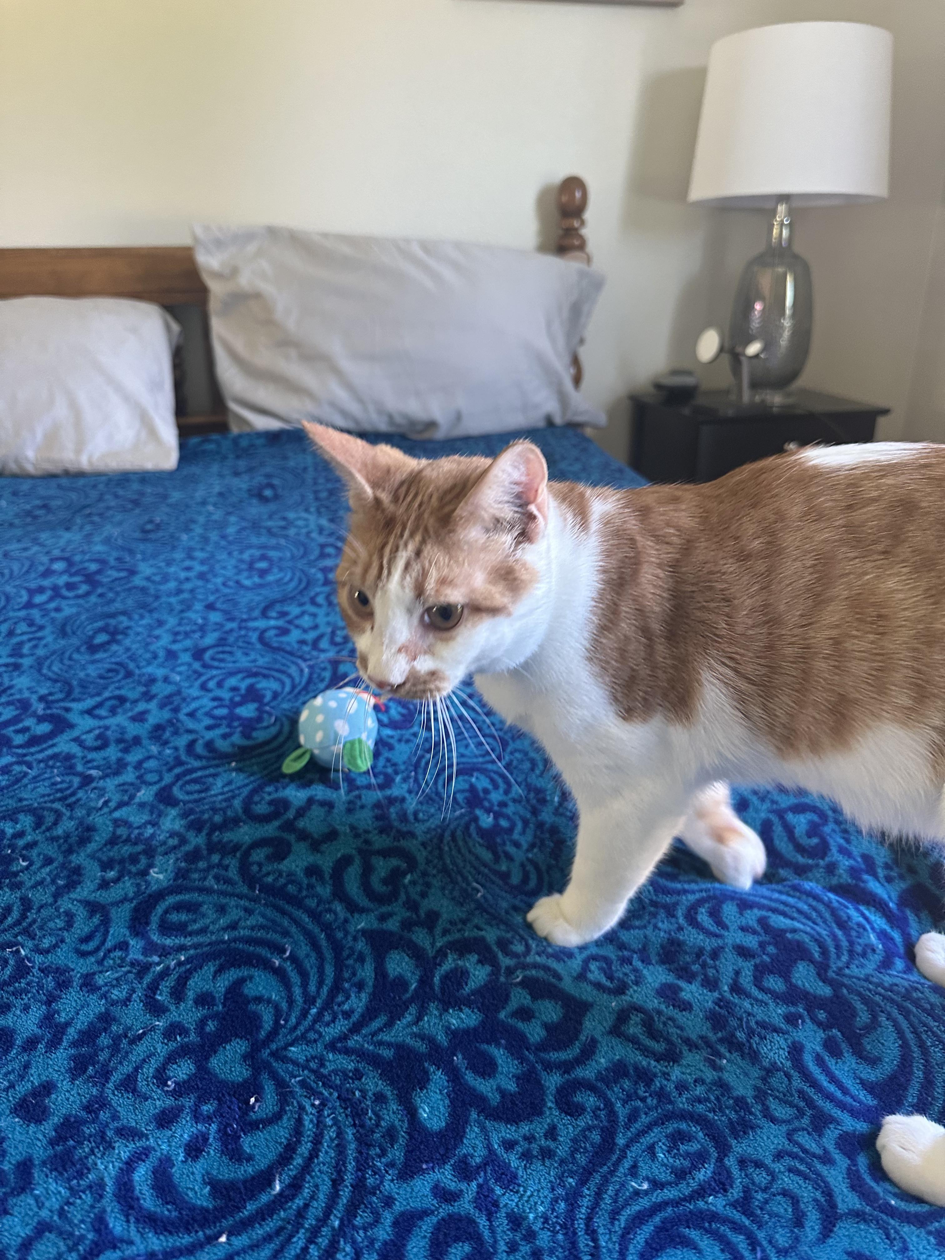 Shane, a Adoptable Domestic Short Hair in Gardnerville, NV image 4/5