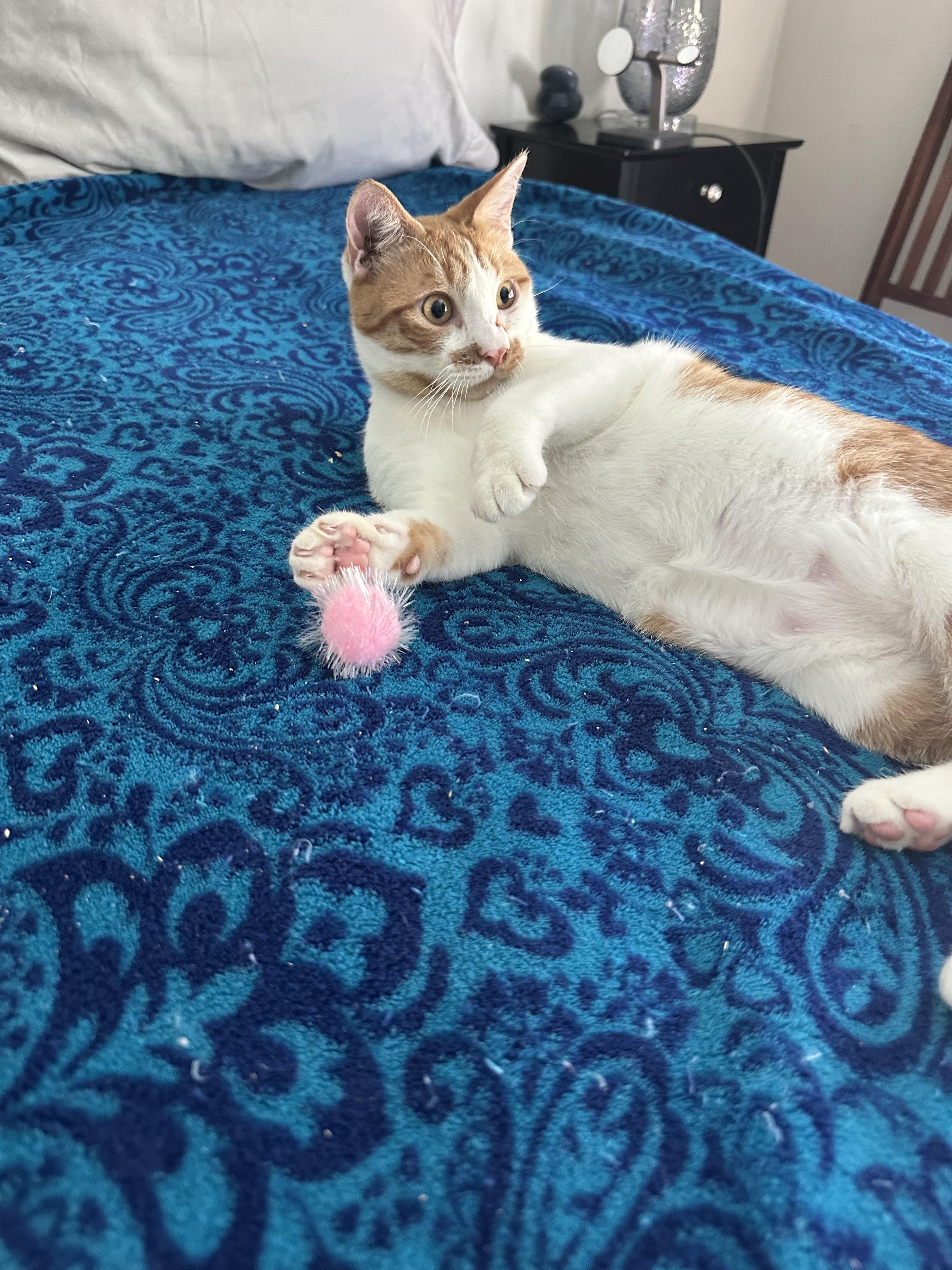 Shane, a Adoptable Domestic Short Hair in Gardnerville, NV image 5/5