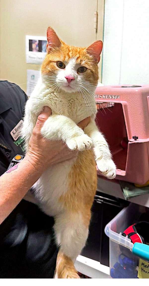 26-03-0859 Elmer, Adoptable, Adult Male Domestic Short Hair.