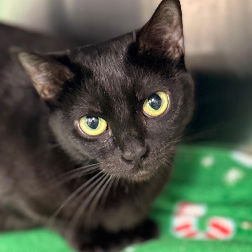 Enlarge Sunniva, a Adoptable Domestic Short Hair in Cumming, GA image 1/6