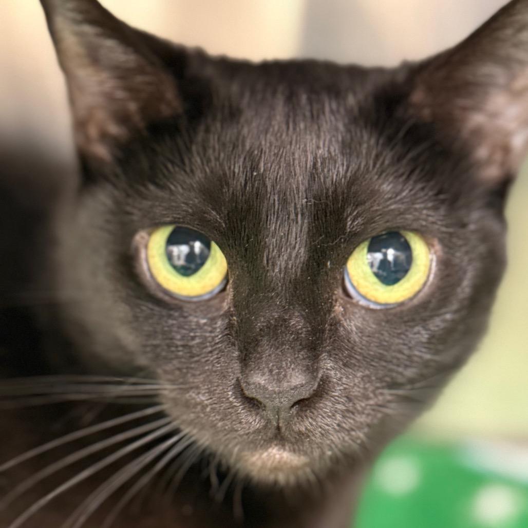 Enlarge Sunniva, a Adoptable Domestic Short Hair in Cumming, GA image 2/6