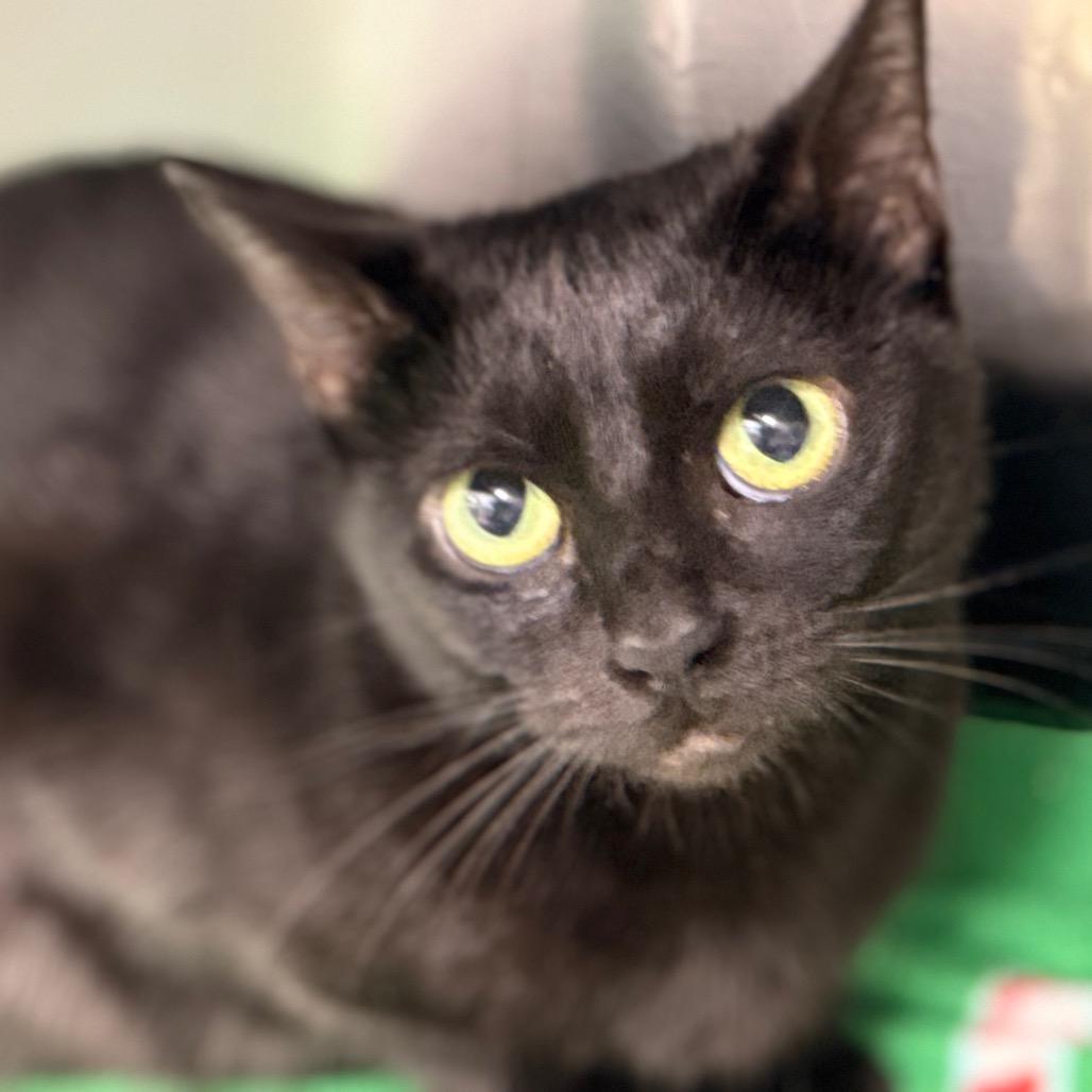 Enlarge Sunniva, a Adoptable Domestic Short Hair in Cumming, GA image 3/6