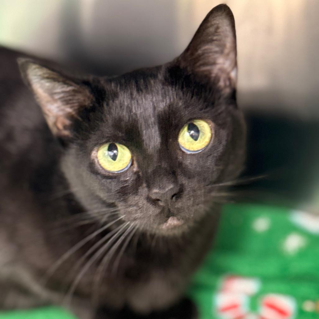 Enlarge Sunniva, a Adoptable Domestic Short Hair in Cumming, GA image 4/6