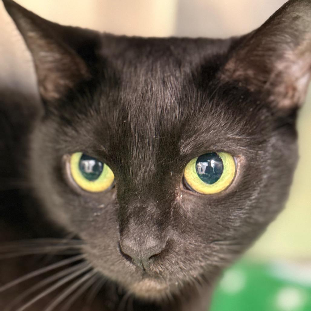 Enlarge Sunniva, a Adoptable Domestic Short Hair in Cumming, GA image 5/6