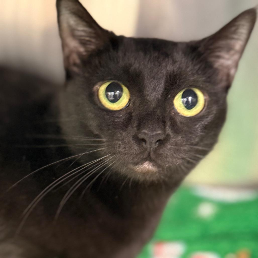 Enlarge Sunniva, a Adoptable Domestic Short Hair in Cumming, GA image 6/6