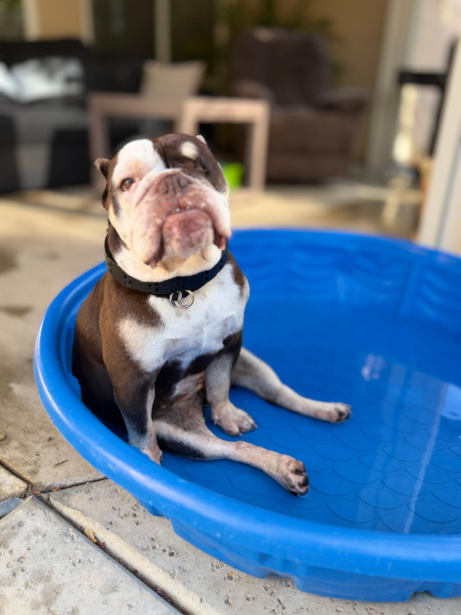 Enlarge Fritters, a Adoptable English Bulldog in Folsom, CA image 6/6