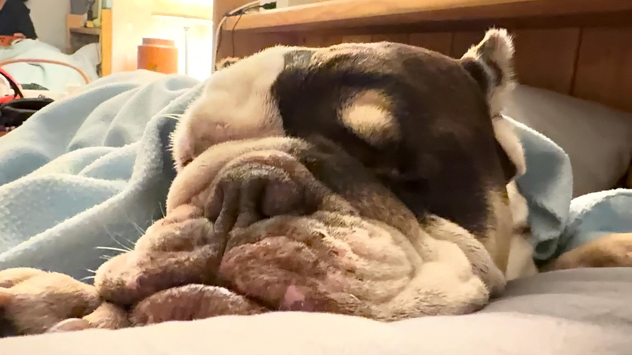Enlarge Fritters, a Adoptable English Bulldog in Folsom, CA image 5/6