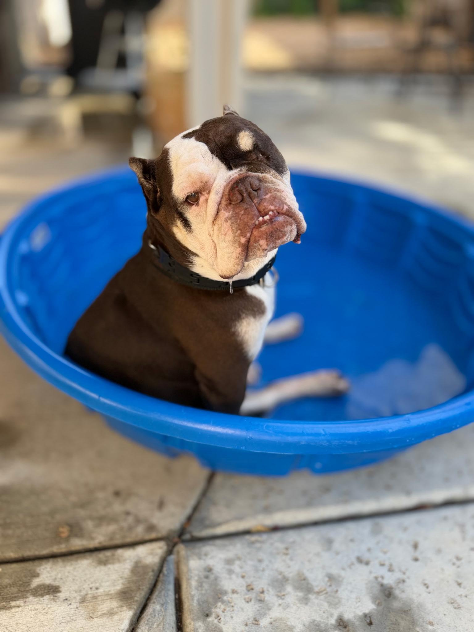 Enlarge Fritters, a Adoptable English Bulldog in Folsom, CA image 4/6