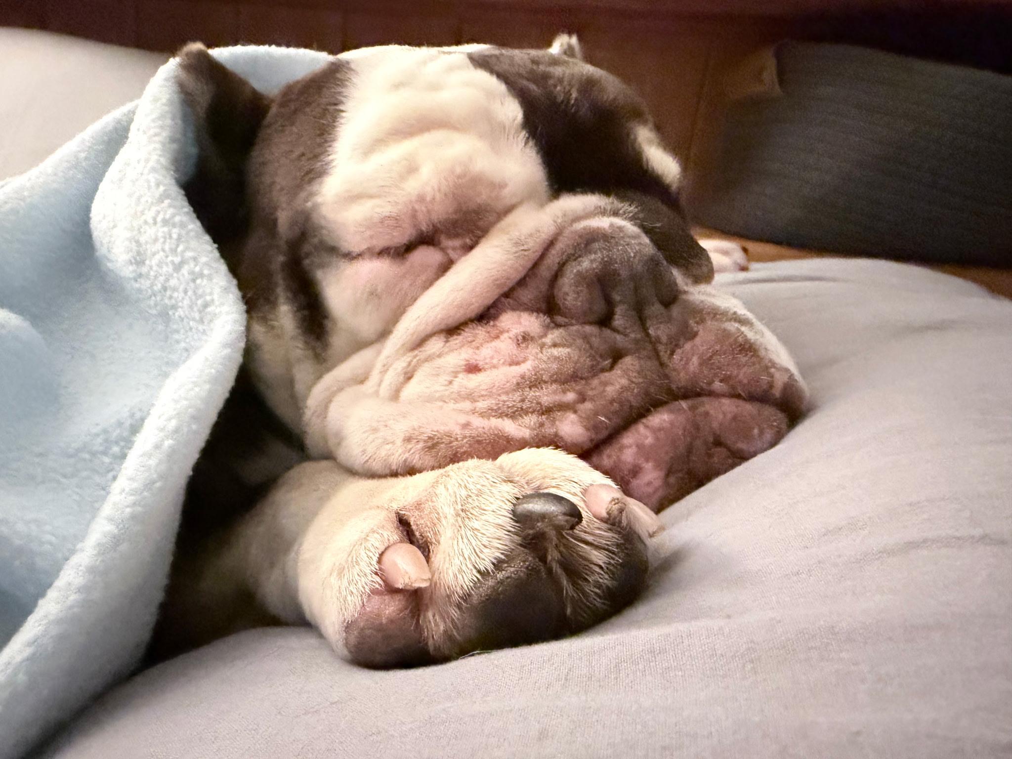Enlarge Fritters, a Adoptable English Bulldog in Folsom, CA image 2/6