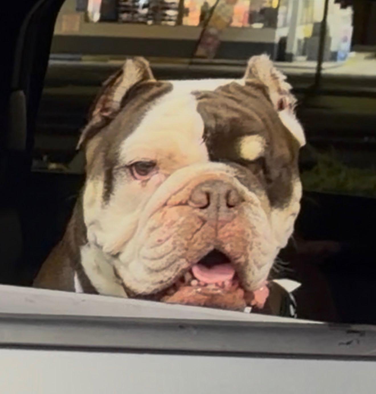 Fritters, Adoptable, Adult Female English Bulldog.