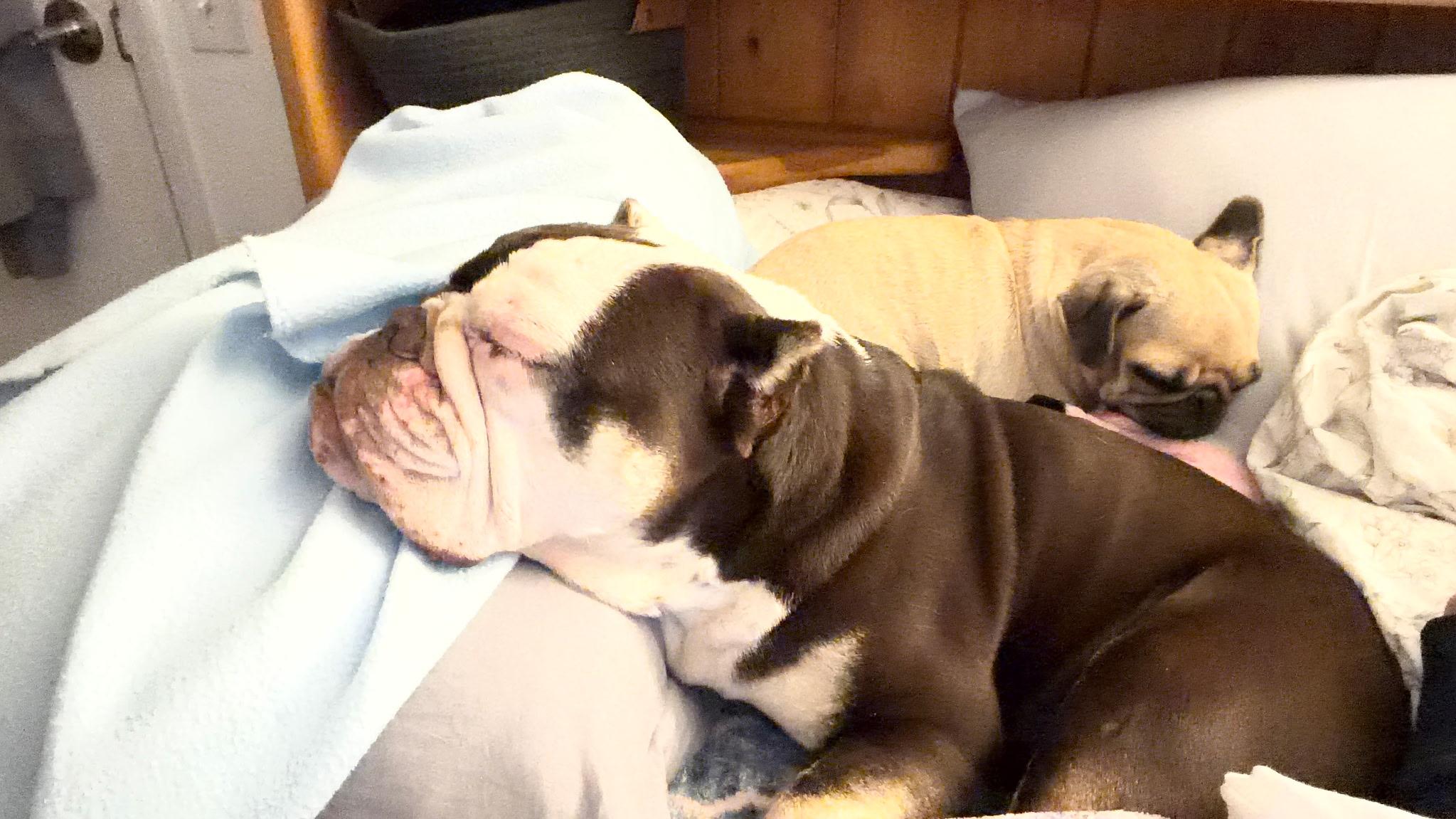 Enlarge Fritters, a Adoptable English Bulldog in Folsom, CA image 3/6
