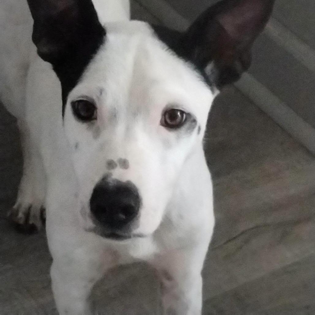 Orca, Adoptable, Adult Female Whippet.