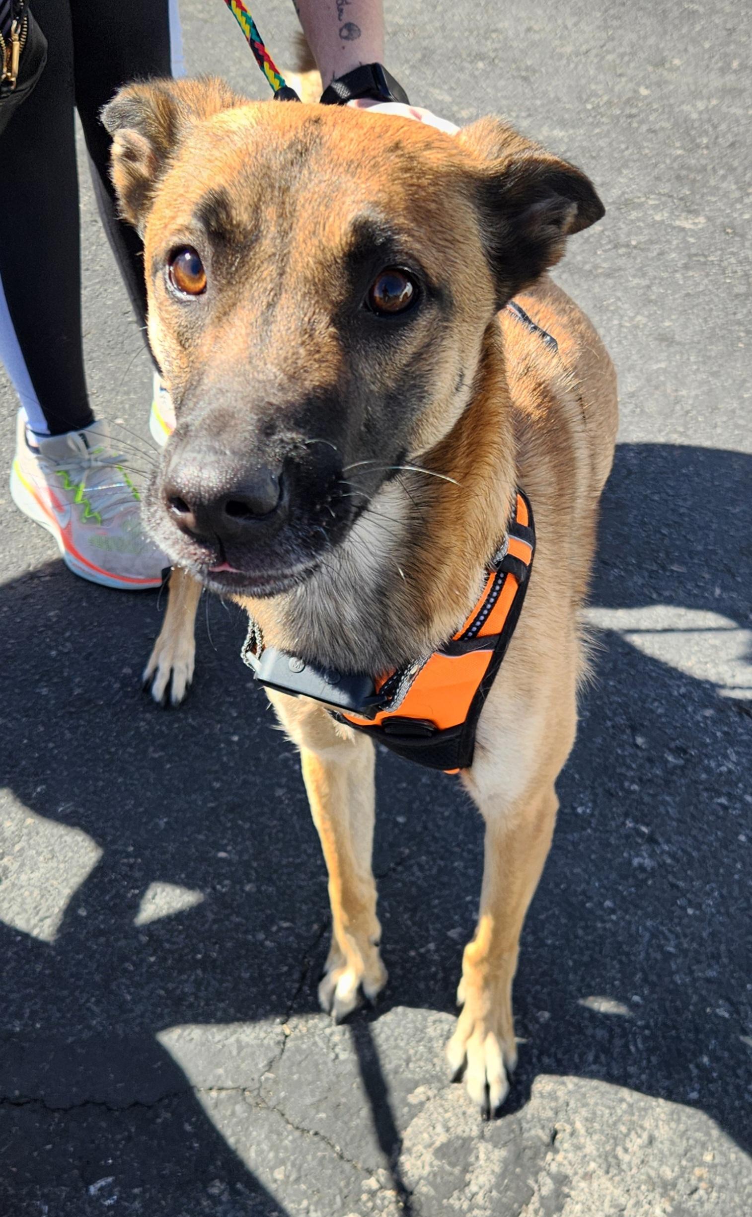 Enlarge ROXY, a Adoptable mixed breed in Las Vegas, NV image 3/6
