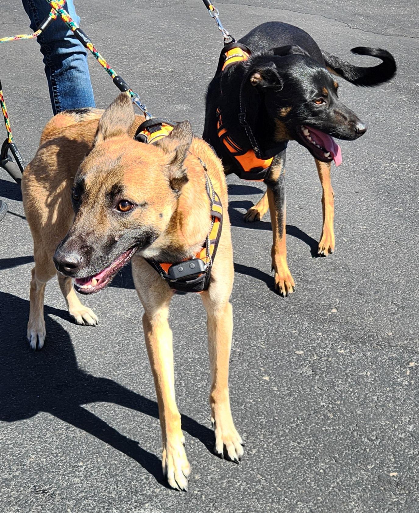 Enlarge ROXY, a Adoptable mixed breed in Las Vegas, NV image 6/6