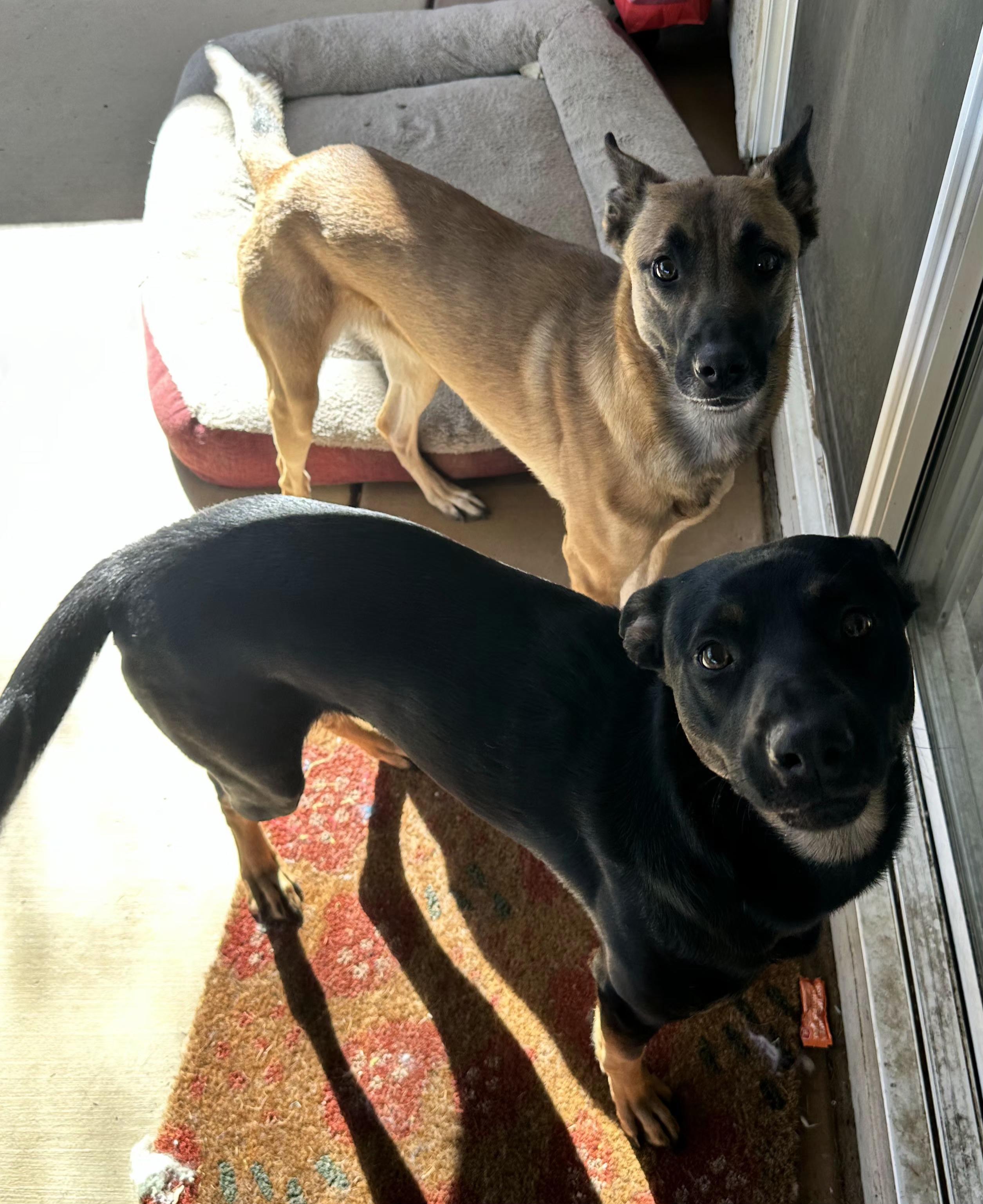 Enlarge ROXY, a Adoptable mixed breed in Las Vegas, NV image 2/6