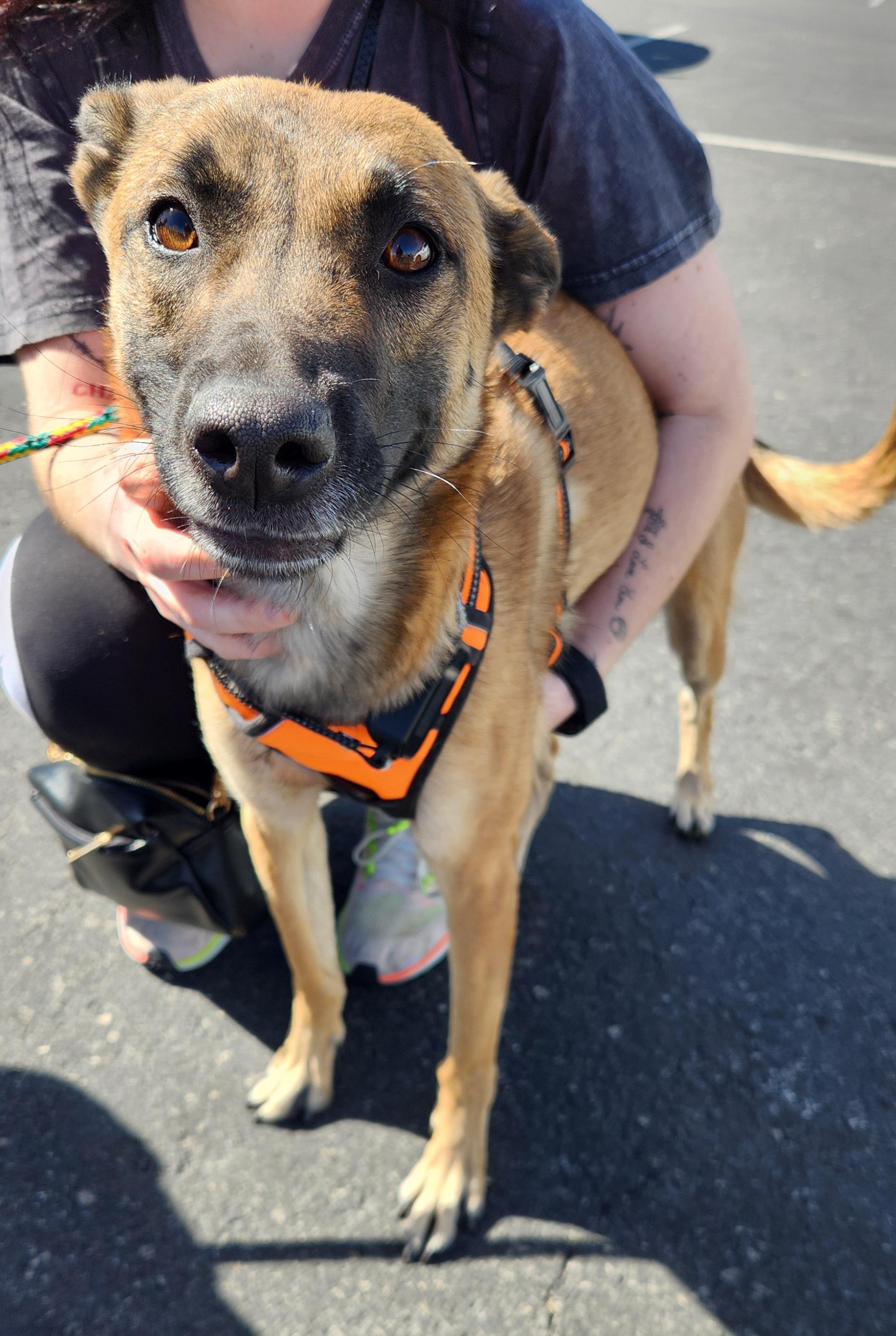 Enlarge ROXY, a Adoptable mixed breed in Las Vegas, NV image 4/6