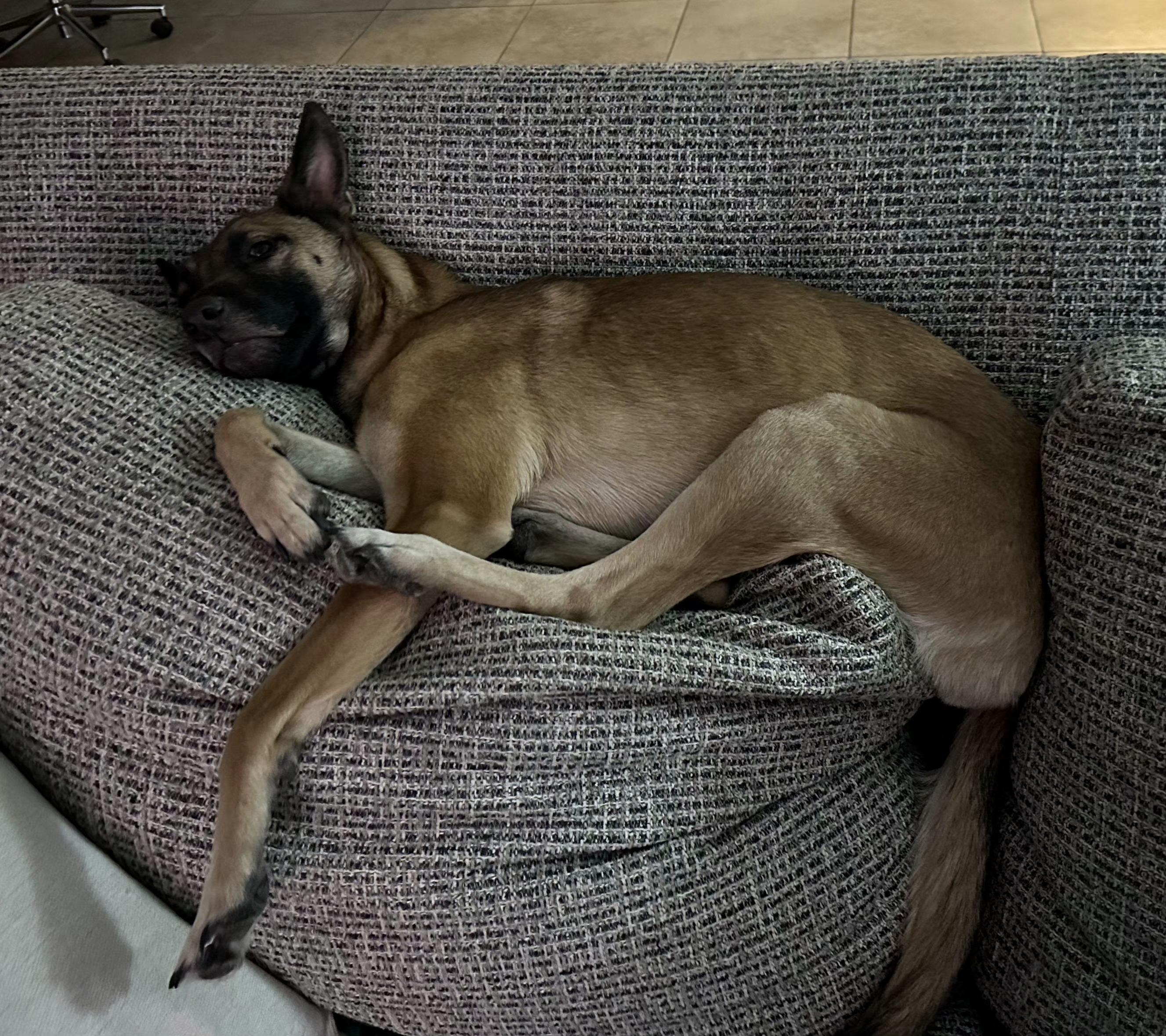 Enlarge ROXY, a Adoptable mixed breed in Las Vegas, NV image 5/6