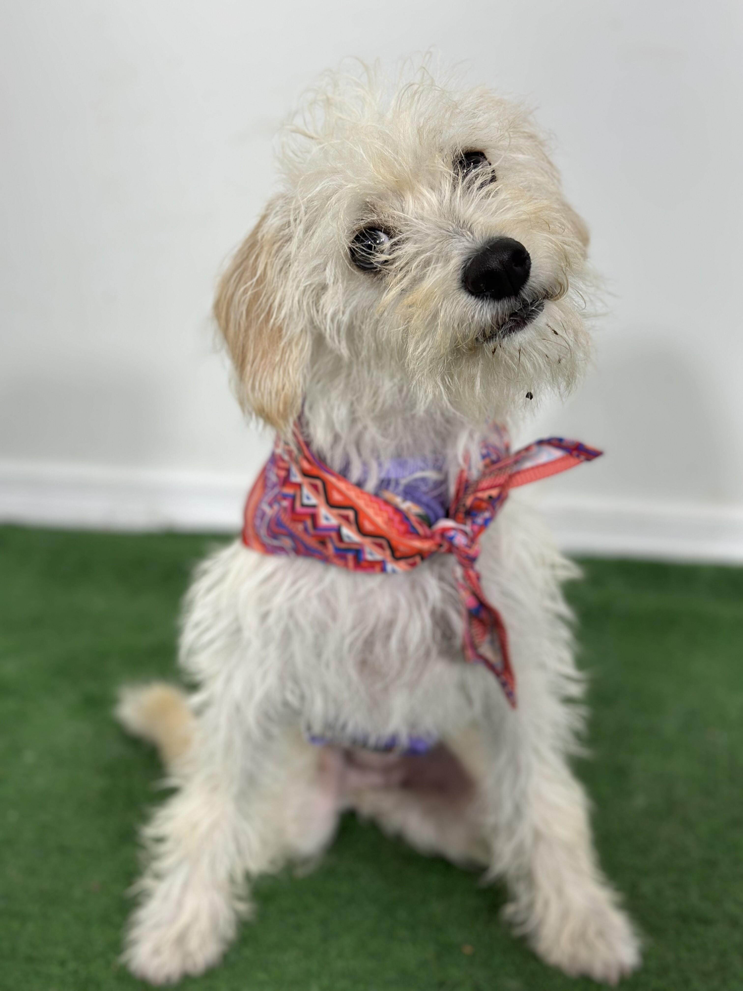 Amy, an adoptable Schnoodle, Havanese in Pasadena, CA, 91101 | Photo Image 1